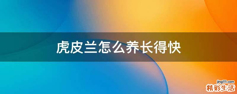 虎皮兰怎么养长得快