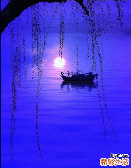 什么花茶治感冒