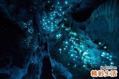 苦菜常见的七种吃法