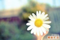 气虚的食疗偏方