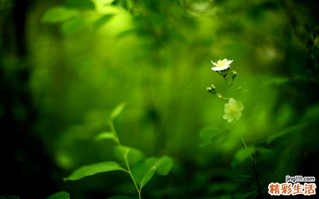 治疗银屑病的验方