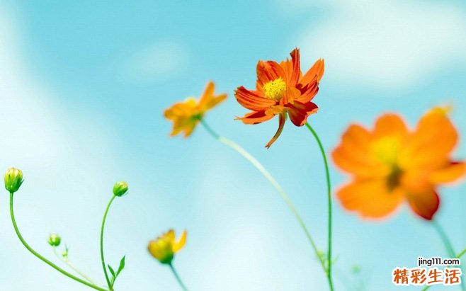 肚子有蛔虫吃什么药