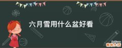 六月雪用什么盆好看