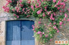 水花的药用价值_水花的副作用