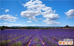 生草乌的功效与作用