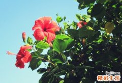 持续胎儿循环寻病因