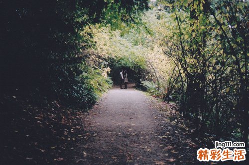 煮白茶放什么好