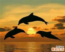 盲肠肉芽肿发病机理