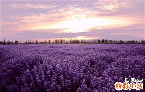 红花可以泡茶吗