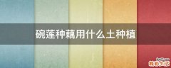 碗莲种藕用什么土种植