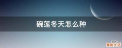 碗莲冬天怎么种