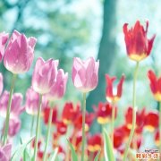 胰腺真性囊肿是怎么引起的