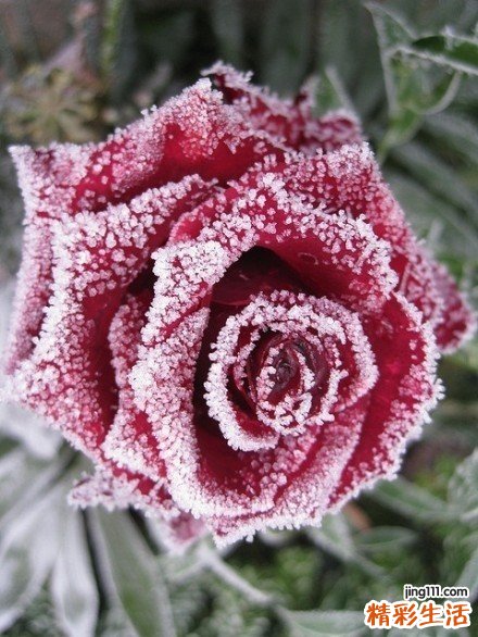 蜈蚣草的功效与作用