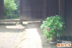 什么是相对性红细胞增多症