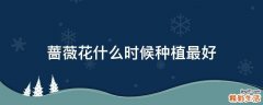 蔷薇花什么时候种植最好