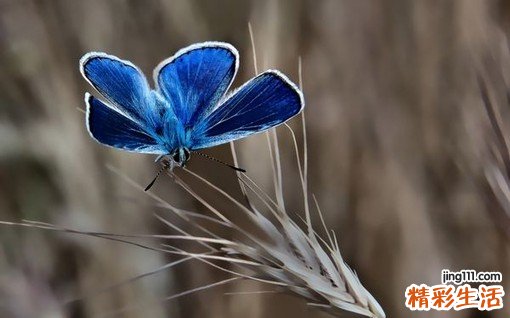血糖是从哪儿来的?