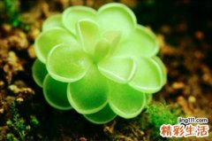 老年人怎样提高免疫力