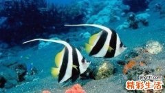 婴儿肠蠕动加快的原因