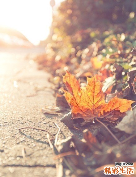 川木通的药用价值_川木通的副作用