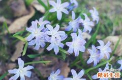 白果的吃法和食用价值