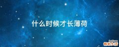 什么时候才长薄荷