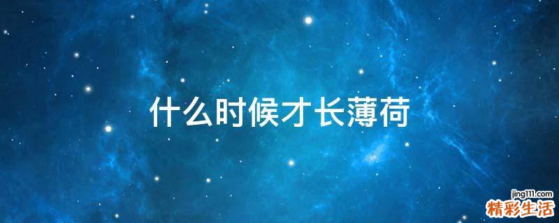 什么时候才长薄荷