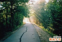 情人节送什么花合适