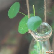 世界上寿命最长植物