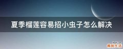 夏季榴莲容易招小虫子怎么解决