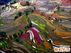 治疗遗精的食疗偏方