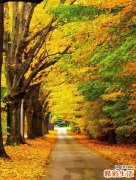 何为掩饰性矫治?