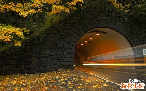 世界最小的狗品种