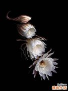 儿童白血病七大早期表现