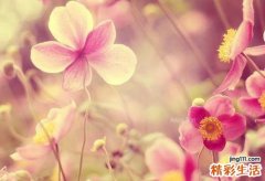 山梗菜碱中毒的病因及预防