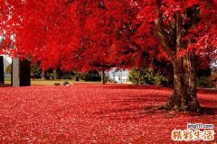 宝宝赤痢怎么办