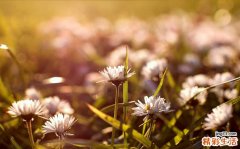 冬至吃馄饨的来历