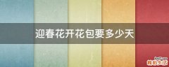 迎春花开花包要多少天