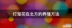 灯笼花在北方的养殖方法