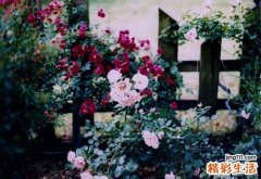 胆囊阻塞的症状