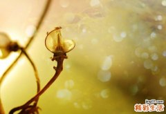 强直性脊柱炎更青睐男青年