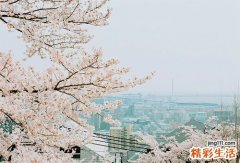6 川明参