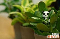 3 草木灰
