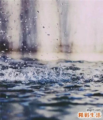 4 东北雷公藤