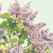冬至吃馄饨的做法