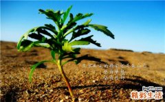 空气污染对人体产生的危害