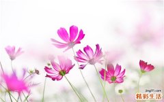 3 地黄花
