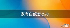 家有白蚁怎么办