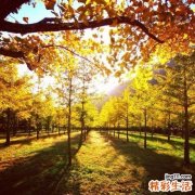 二叶舌唇兰