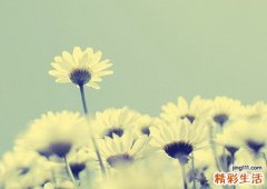 千里明的功效与作用