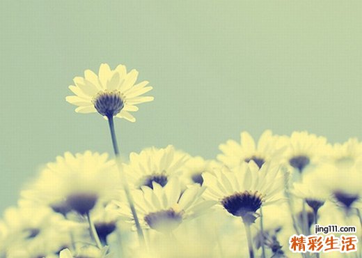 千里明的功效与作用